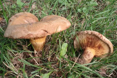 Матрёшка (Paxillus involutus) фото и описание картинки