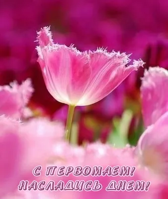 Картинки с надписью - С Первомаем! Насладись днем!. картинки