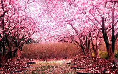 Фон сакура для фотошопа (93 фото) » ФОНОВАЯ ГАЛЕРЕЯ КАТЕРИНЫ АСКВИТ картинки