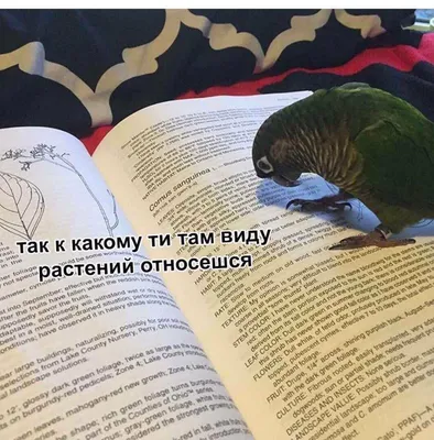 Катярсис 🇺🇦🥯 on Twitter: \ картинки