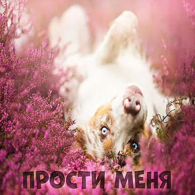 Прикольные картинки и смешные открытки со словом прости картинки