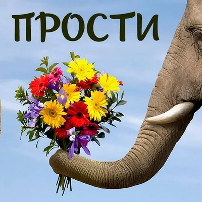 Прикольные картинки и смешные открытки со словом прости картинки