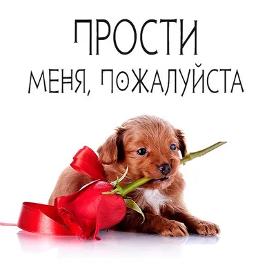 Прикольные картинки и смешные открытки со словом прости картинки