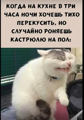 Котэ | Мемы про котов | МУРЛЫКА картинки