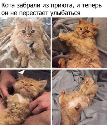 Смешные с котами картинки