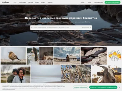 Бесплатные фотостоки для дизайнеров / Skillbox Media картинки