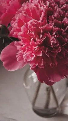 цветы#эстетика#красиво#фото#цветочки | Flower aesthetic, Flowers  photography, Flower phone wallpaper картинки