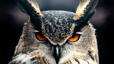 Обои сова, 4k, HD, глаза, природа, дикая, взгляд, брови, серый, Owl, 4k, HD  wallpaper, Eyes, wild, nature, gray, ОС #595 картинки