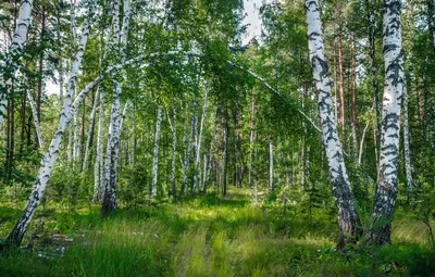 Обои лес, лето, деревья, Россия, берёзы картинки на рабочий стол, раздел  пейзажи - скачать картинки