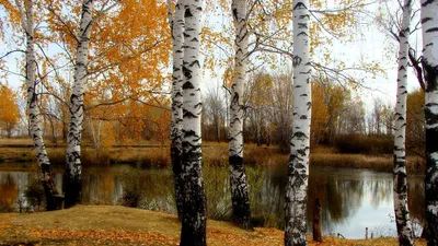 Обои осень, берёзы, река на рабочий стол картинки