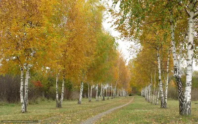 Скачать обои берёзы, осень, дорога, деревья бесплатно для рабочего стола в  разрешении 2560x1600 — картинка №539015 картинки