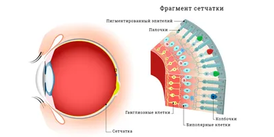 Почему появляется дальтонизм и можно ли его вылечить - Лайфхакер картинки