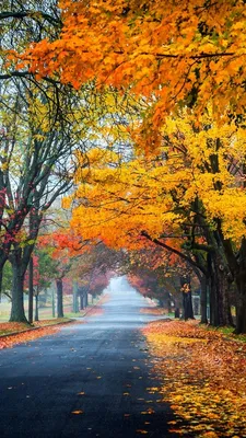 Картинки осень на заставку телефона (100 фото) • Прикольные картинки и  позитив | Autumn landscape, Nature pictures, Autumn scenery картинки