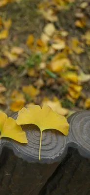 Gingko Leaf Wallpaper Grey Yellow - Обои от I Love Wallpaper UK картинки