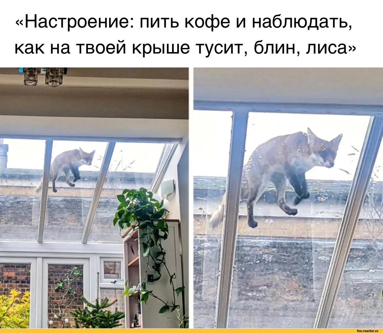 Прибрежный Лис Твиттер