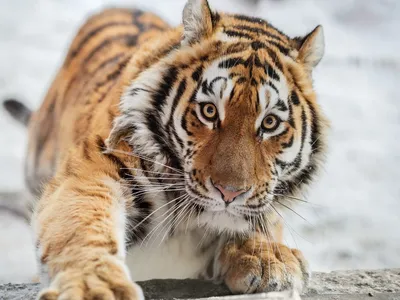 Фото амурского тигра, сделанное россиянином, завоевало Гран-при конкурса  Wildlife Photographer of the Year - TOPNews.RU картинки