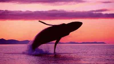 Кит. Whale (56 обоев) » Смотри Красивые Обои, Wallpapers, Красивые обои на  рабочий стол картинки