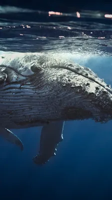 Обои Кит, Underwater, Whale, 4K, Животные #18612 - Страница 2 картинки