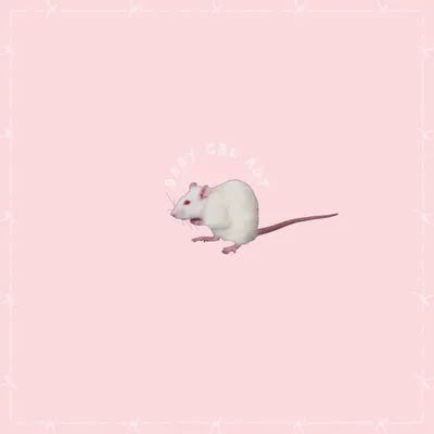 Rat wallpaper for iPhone | Породы щенков, Иллюстрации лисы, Фотографии  животных картинки