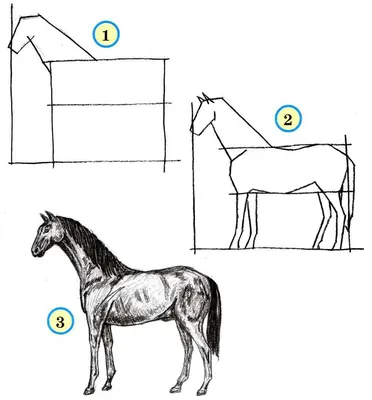 Как нарисовать лошадь (250 фото): легкие поэтапные инструкции для начинающих картинки