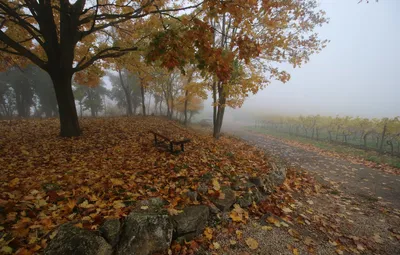 Обои Туман, Осень, Fall, Листва, Дорожка, Autumn, November, Fog, Листопад,  Leaves, Ноябрь, Path картинки на рабочий стол, раздел природа - скачать картинки