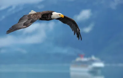 Обои небо, фон, орел, корабль, крылья, sky, wings, background, eagle, ship  картинки на рабочий стол, раздел животные - скачать картинки