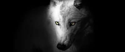 Epic Wolf Wallpapers - Лучшие бесплатные обои Epic Wolf картинки