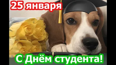 День студента | Оригинальное поздравление с днём студента 25 января -  YouTube | Студенты, Январь, Вино картинки