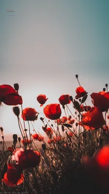 🖤Картинки🖤 | Flowers photography wallpaper, Photography wallpaper, Flower  wallpaper картинки