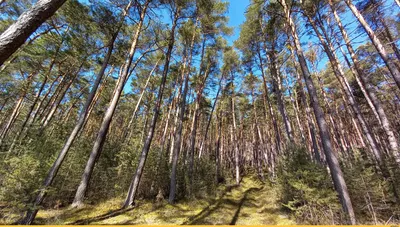 Хорошей недели, пидоры / лес :: сфоткал сам :: Природа (красивые фото  природы: моря, озера, леса) :: фото / смешные картинки и другие приколы:  комиксы, гиф анимация, видео, лучший интеллектуальный юмор. картинки