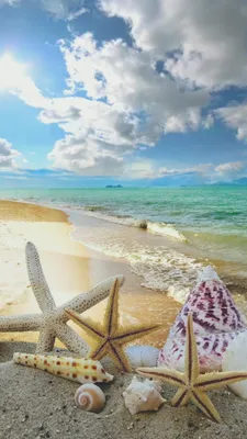 Анимированные обои для Андроид и Айфона [Video] | Summer beach wallpaper,  Beach wallpaper, Summer wallpaper картинки