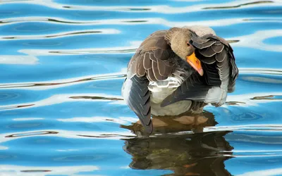 Гусь на поверхности воды умывается - обои на рабочий стол картинки