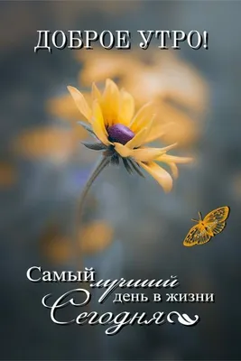 Идеи на тему «Доброе утро И ОТЛИЧНОГО Д Н Я» (470) | доброе утро, открытки,  утренние цитаты картинки