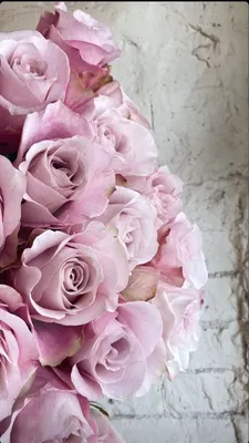 Обои для телефона в HD качестве | Flowers, Phone backgrounds, Rose картинки