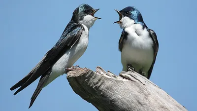 Фотографии Птицы Ласточки Hirundo rustica два Животные 1366x768 картинки