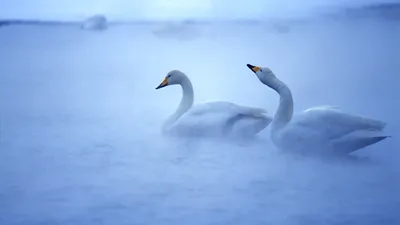 Обои Прекрасные лебеди, картинки - Обои для рабочего стола Прекрасные лебеди  фото из альбома: (животные) картинки