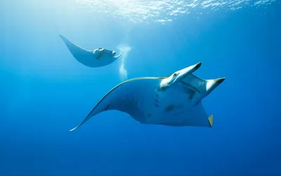 Manta Ray Wallpapers - Лучшие бесплатные обои Manta Ray картинки