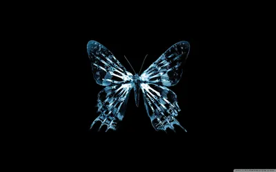 Обои для рабочего стола Butterfly X Ray Ultra HD для 4K UHD TV: Мультидисплей, Двойной монитор: Планшет: Смартфон картинки