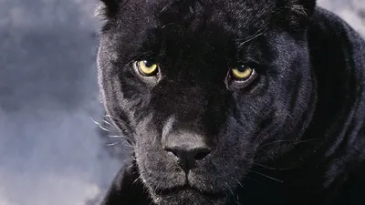 Картинка panthers, пантеры, черная пантера, black panther, животных,  animals 1920x1080 скачать обои на рабочий стол бесплатно, фото 64205 картинки