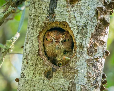 Фото, поднимающие настроение: финалисты Comedy Wildlife Photo Awards 2022 |  Новости | Фото, видео, оптика | Фотосклад Эксперт картинки