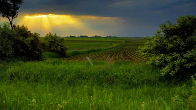 Обои поля, солнце, небо, просвет, лучи, ряды, участок картинки на рабочий  стол, фото скачать бесплатно картинки