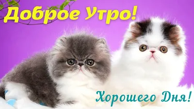 ДОБРОЕ УТРО! ЛУЧШИЕ ПОЖЕЛАНИЯ С ДОБРЫМ УТРОМ! КРАСИВАЯ МУЗЫКАЛЬНАЯ ОТКРЫТКА  С ПОЖЕЛАНИЯМИ С. Чекалин - YouTube картинки