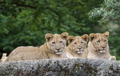 Обои кошки, камень, лев, львята, троица, ©Tambako The Jaguar картинки на  рабочий стол, раздел кошки - скачать картинки