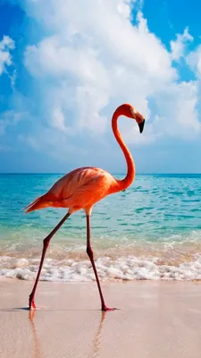 Обои фламинго, птица, пляж, flamingo, bird, beach, ocean, 4k, Животные  #14997 картинки