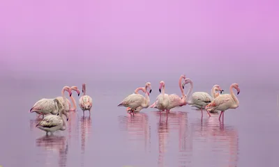 Фламинго в воде на розовом фоне - обои для рабочего стола, картинки, фото картинки