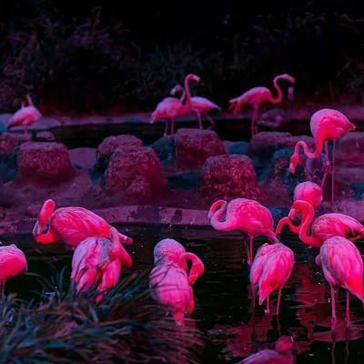 Flamingo фламинго | Flamingo, Pink flamingos, Animals картинки