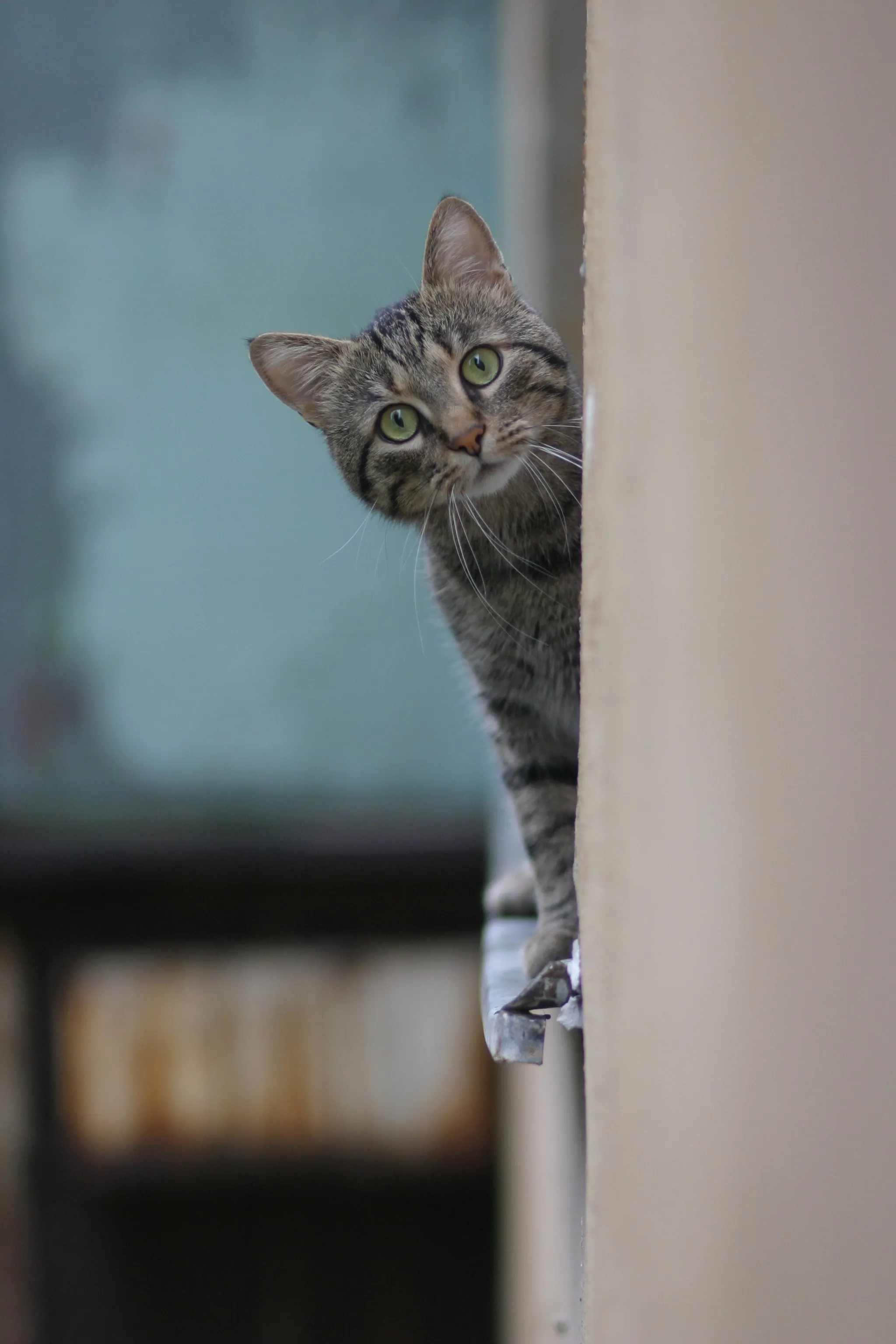 Кот выглядывает