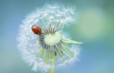 Обои одуванчик, божья коровка, ladybug, dandelion, Jacky Parker картинки на  рабочий стол, раздел макро - скачать картинки