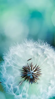 Одуванчик | Nature photography flowers, Nature photography, Dandelion  wallpaper картинки