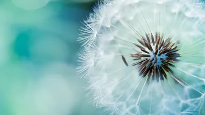 Обои одуванчик, цветок, dandelion, flower, 4k, Природа #15262 картинки